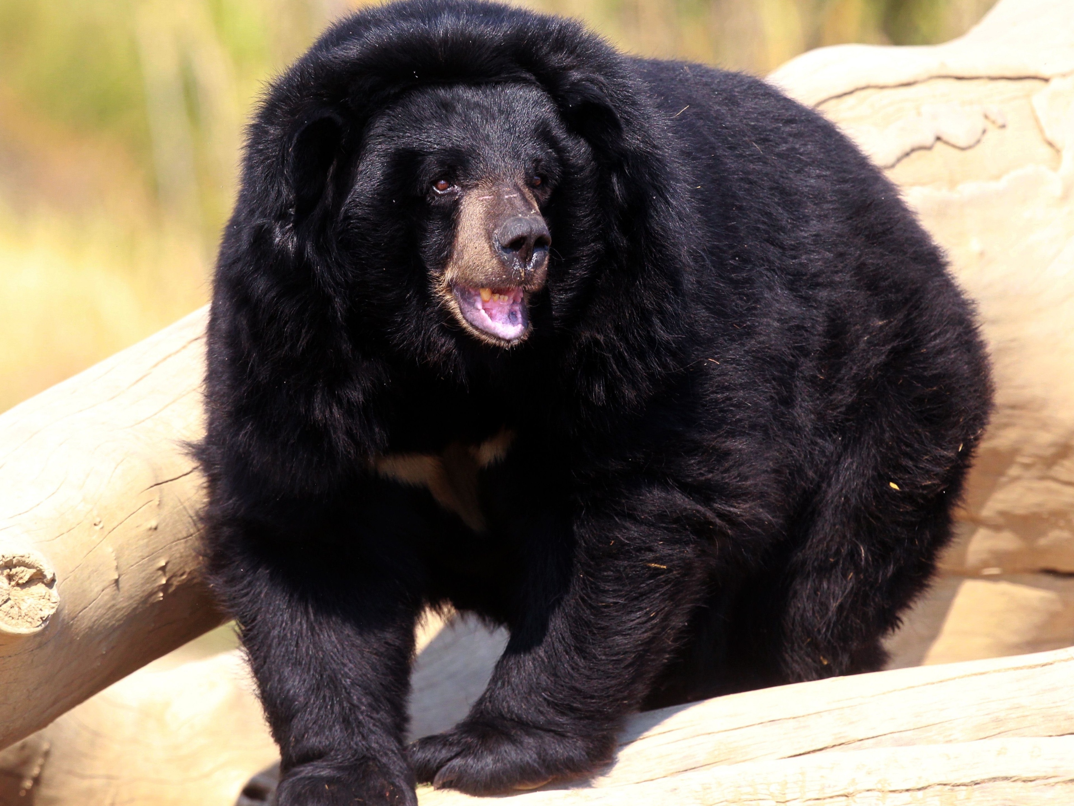 Urso Preto Rugindo