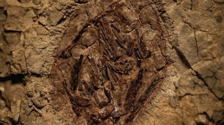 Un embrión de pterosaurio es un hallazgo excepcional, especialmente para América del Norte - BBC - BBC