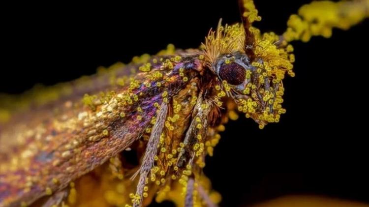 Beautiful in pollen - TIM CRABB / NATURE TTL - TIM CRABB / NATURE TTL