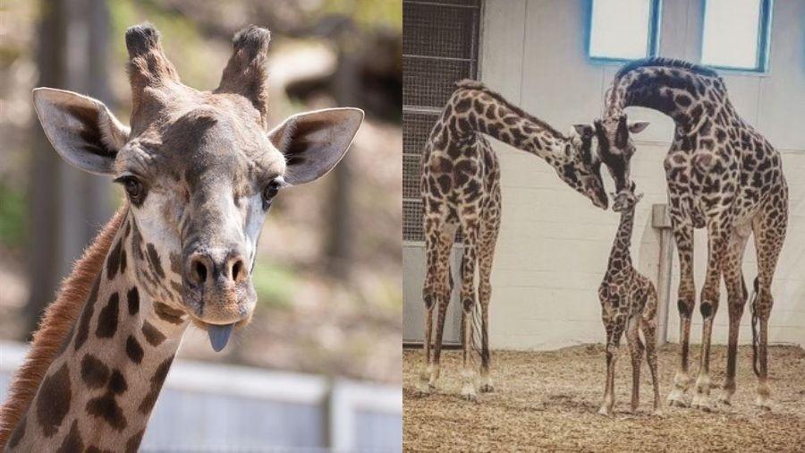 Parker, girafa de seis anos, foi encontrada com o pescoço preso ao portão que ficava dentro de seu recinto  - Seneca Park Zoo/Facebook