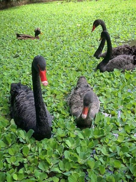 População de cisnes no parque do Rio; polícia investiga o caso