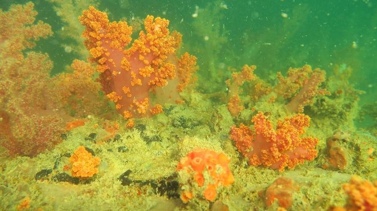 Octocoral Chromonephthea braziliensis na maior baía brasileira, a  Baía de Todos os Santos