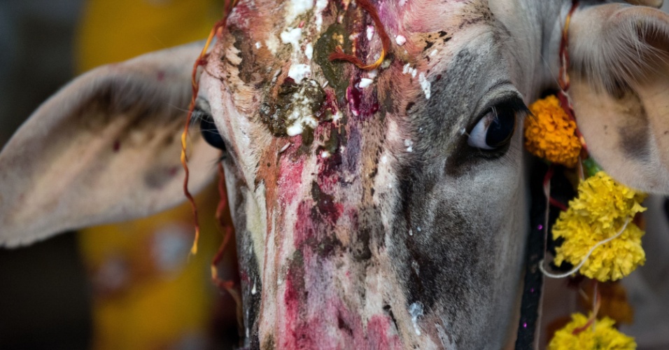 9.set.2015 - Vaca é pintada com tintas coloridas, depois de ser abençoada por mulheres hindus, durante um ritual na cidade de Udaipur Rajasthan, na Índia