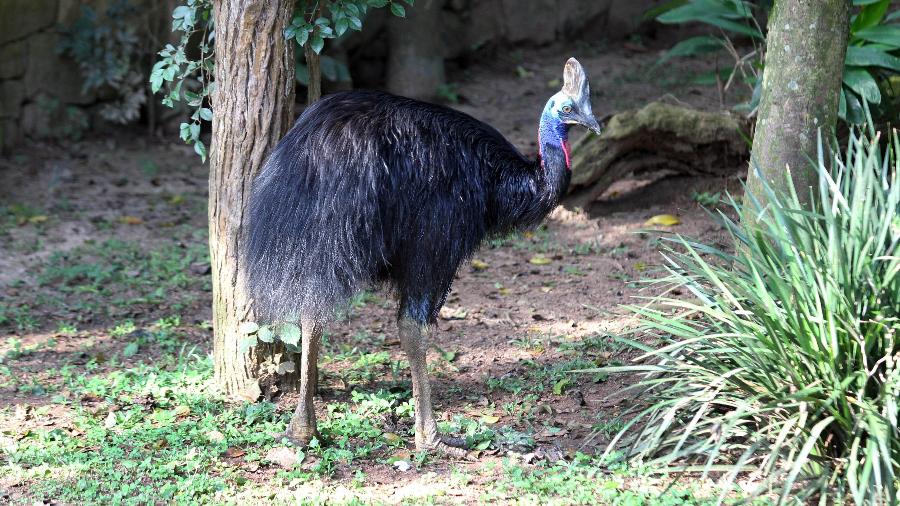O zoológico municipal de Bauru, cidade do interior de São Paulo, obteve sucesso na reprodução do casuar, uma ave gigante, natural da Oceania, ameaçada de extinção na natureza - Zoológico de Bauru