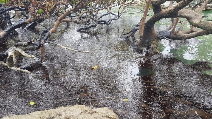 Manguezais no nordeste são atingidos por petróleo que assola costa brasileira há quase dois meses - Clemente Coelho Júnior