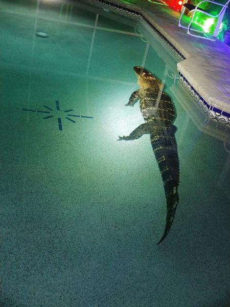 Crocodilo de mais de três metros entrou na casa de uma família na Florida, EUA, para se refrescar - CCSO/Facebook