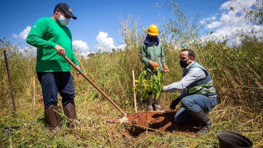 Desenvolvida por cientistas da Universidade de Viçosa, técnica de resgate de DNA para induzir florescimento de florestas deve clonar plantas destruídas em desastre de Brumadinho - Vale/Divulgação