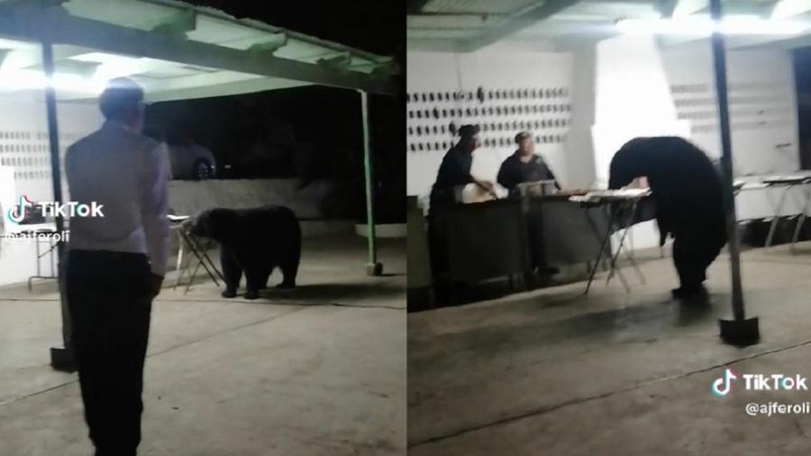 Urso não ameaçou convidados e focou nas comidas da festa - Reprodução/TikTok