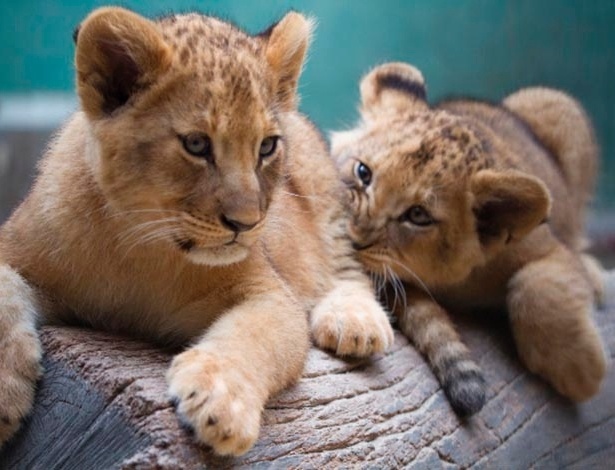 As duas pequenas leoazinhas da espécie Pantheraleo no zoológico de São Paulo - Zoológico de São Paulo