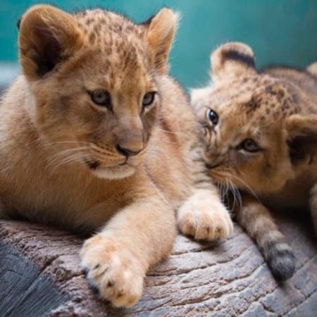 Zoológico de São Paulo