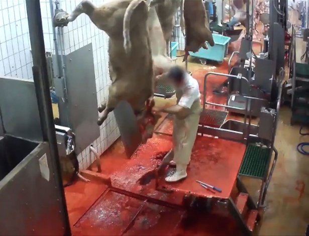 Um vídeo chocante mostra animais suspensos por uma perna sendo cortados ainda vivos em frigorífico na França