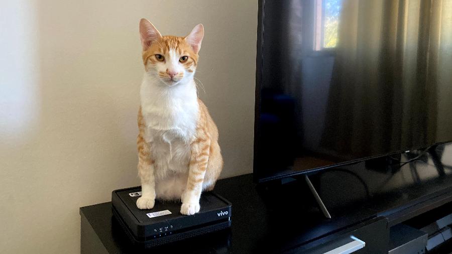 Gato se apoia em roteador caseiro de wi-fi - Rodrigo Lara/UOL