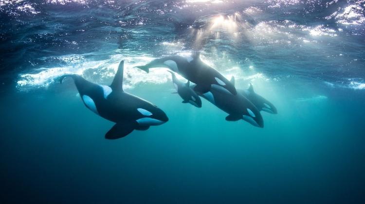 Orcas nadando em bando as águas agitadas da Noruega - Reprodução/Todd Thimios/Ocean Photography Awards - Reprodução/Todd Thimios/Ocean Photography Awards