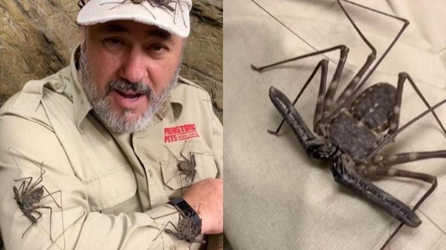 Escorpião-vinagre não tem veneno, mas aparência "estranha" assustou seguidores de dono de zoológico - jayprehistoricpets/Instagram