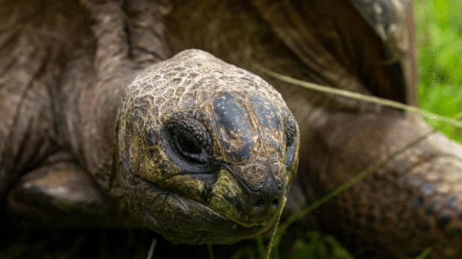 Ele reside na ilha de Santa Helena, no Oceano Atlântico Sul, embora seja originalmente de Seychelles, arquipélago de 115 ilhas no Oceano Índico, perto da costa leste da África. - CNN