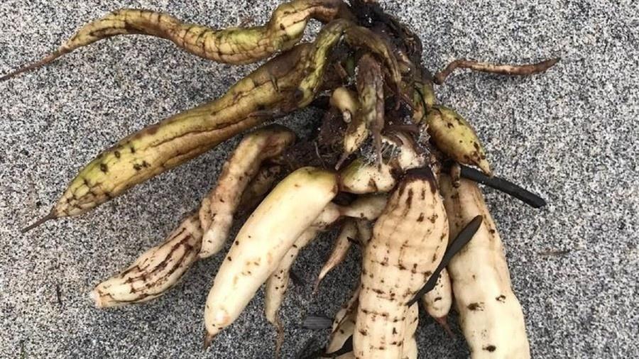As raízes da planta estranha foram achadas em Carbis Bay, no Reino Unido - Reprodução/Facebook