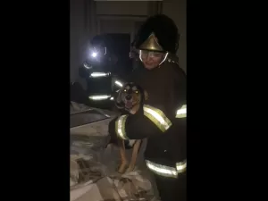 Cachorro é resgatado ileso em condomínio que pegou fogo em Campinas