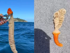 Criatura 'fálica' encontrada na Austrália viraliza; conheça caneta-marinha