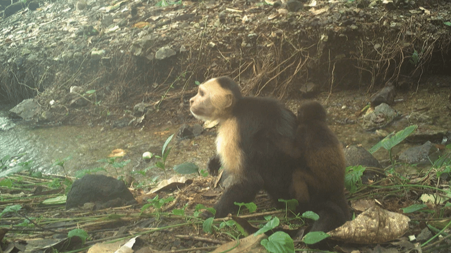 Macacos-prego são flagrados sequestrando filhotes em ilha Macacos-prego são flagrados sequestrando filhotes em ilha