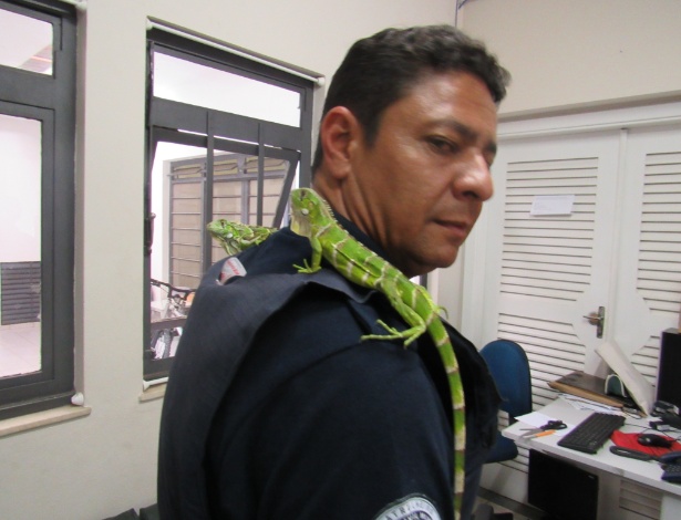 Guarda municipal com as duas iguanas apreendidas em Valinhos (SP) - Divulgação