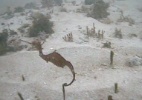 O misterioso dragão-marinho vermelho filmado pela 1ª vez nas profundezas do oceano - Cortesia do Instituto de Oceanografia Scripps e da Universidade da Califórnia em San Diego