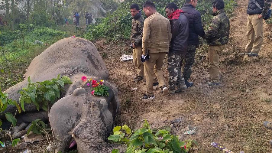 Moradores de um vilarejo e trabalhadores rurais se reúnem em torno do copo de um dos elefantes atropelados - AFP