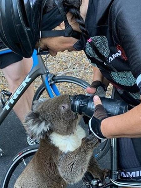 Coala parou ciclista para pedir água - Reprodução/Instagram