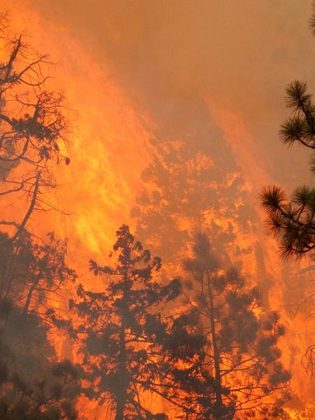 Incêndio na Floresta Nacional de Siskiyou no Oregon - Justin Sullivan/Getty Images