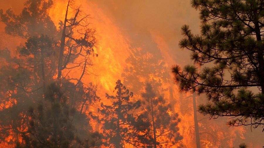 Um garoto de 12 anos foi encontrado morto ao lado de seu cão no Oregon após um incêndio florestal - Justin Sullivan/Getty Images