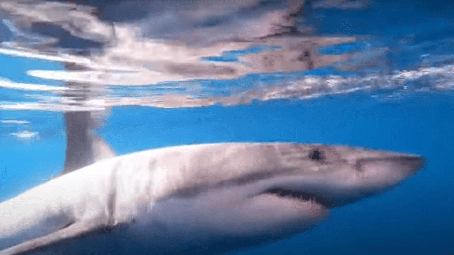 Tubarão branco circula barco nos Estados Unidos - Reprodução/FOX 13