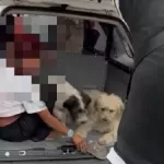 Polícia prende mulher que levava cães para furtar lojas no centro de SP