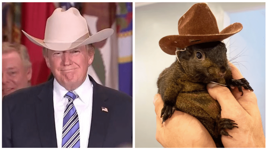 Trump teria se referido a Peanut como "Elon Musk dos esquilos" e criticou a morte do animal influencer