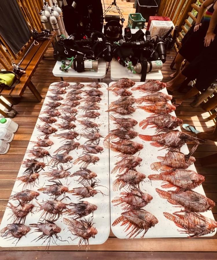 Operação em 27 de fevereiro capturou 62 peixes-leão na costa de Fernando de Noronha Operação em 27 de fevereiro capturou 62 peixes-leão na costa de Fernando de Noronha