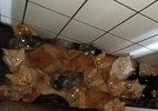 Resgate de 400 gatos presos em apartamento custa R$ 500 mil,