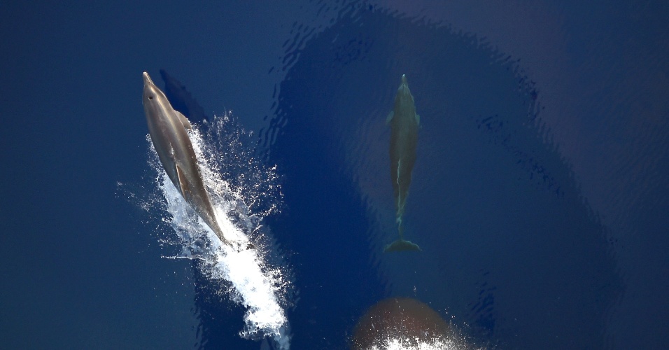 29.set.2015 - Golfinhos nadam na frente de um navio da marinha alemã "Werra" no mar Mediterrâneo