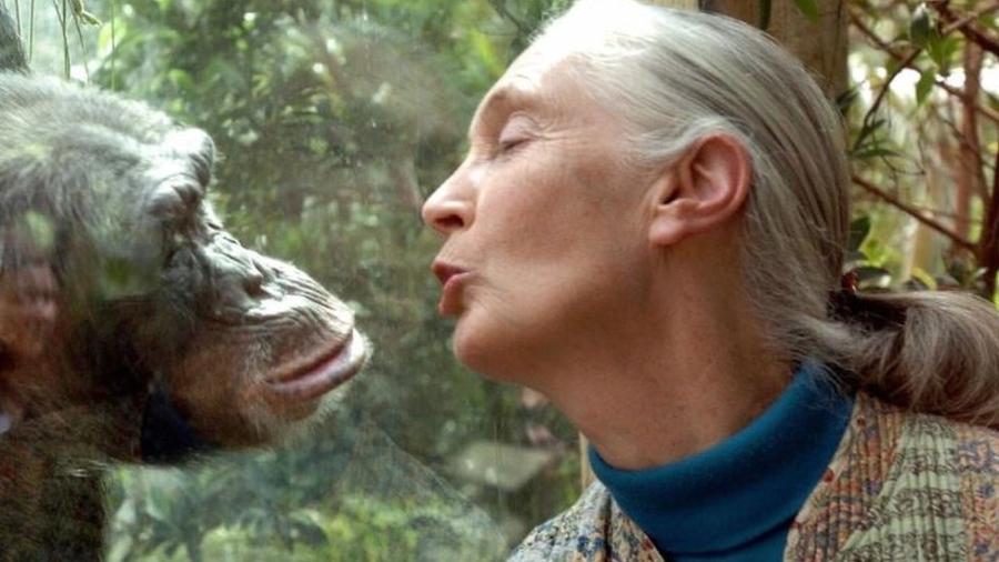 Jane Goodall aprendeu a se comunicar com chimpanzés usando sons e gestos - Getty Images