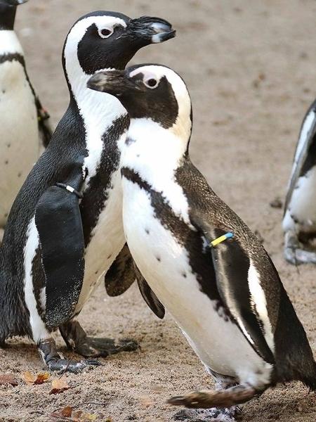 Os machos já havia raptado um ovo de pinguins héteros, mas não conseguiu ter filhos - Instagram/@dierenparkamersfoort