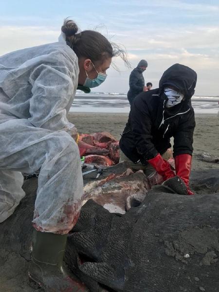 Tubarão de sete metros é encontrado em praia na Irlanda - Reprodução/Twitter
