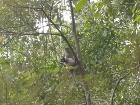Macaco sequestra filhote de cachorro na Malásia - Reprodução de vídeo