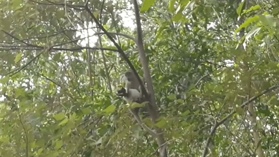 Macaco sequestra filhote de cachorro na Malásia - Reprodução de vídeo