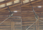 Cobra de cerca de 4 metros é encontrada no teto de restaurante na Bahia - Reprodução/Corpo de Bombeiros da Bahia