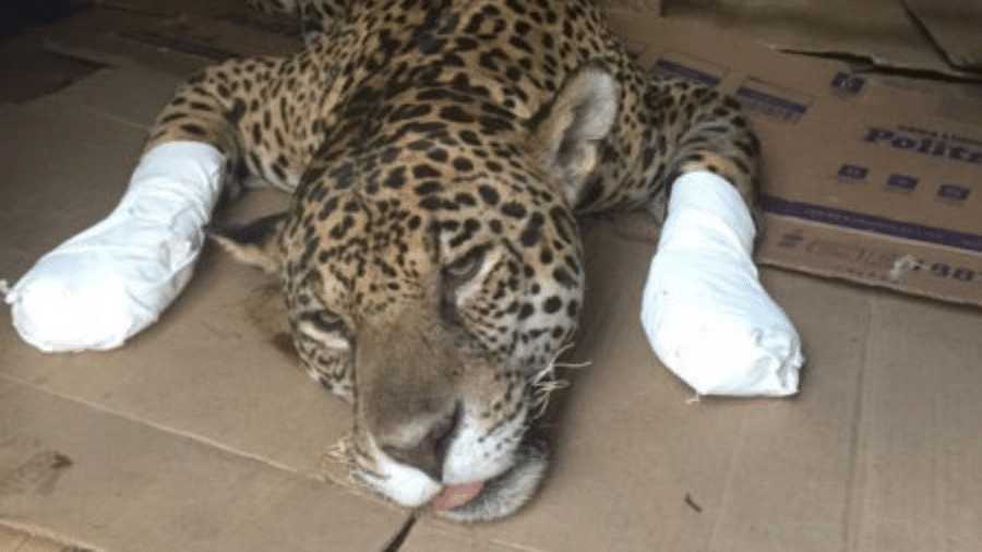 Amanaci quando foi resgatada de queimadas no Pantanal, em 2020, com patas feridas  - Reprodução/Twitter
