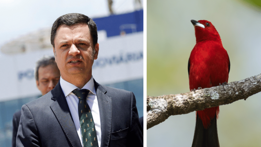 Anderson Torres foi alvo de operação do Ibama; um dos pássaros encontrados em sua casa é da espécie tiê-sangue - REUTERS/Adriano Machado; Flavio Moraes 