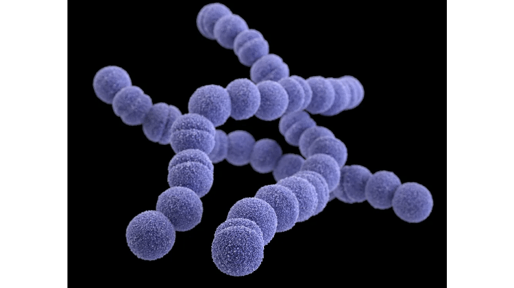 Bactéria Streptococcus pyogenes causa diversos problemas, conforme o local em que se aloja no corpo humano
