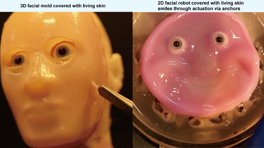 Cientistas japoneses utilizaram células humanas para desenvolver algo equivalente à pele viva