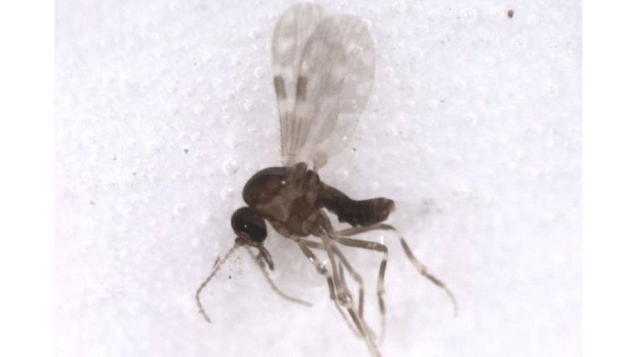 Exemplar do mosquito Culicoides paraenses, vetor da doença no Brasil