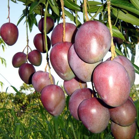 Manga produzida com polo irrigado pelas águas do São Francisco em Pernambuco Manga produzida com polo irrigado pelas águas do São Francisco em Pernambuco