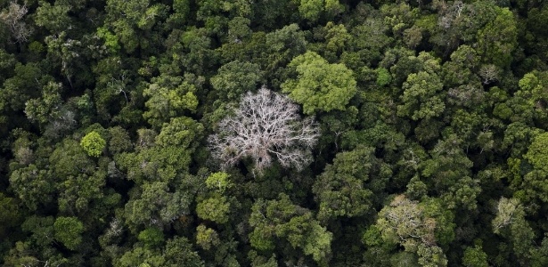 Árvore secas surgem em meio à floresta amazônica localizada em Rio Pardo, Porto Velho (RO) - Nacho Doce/Reuters