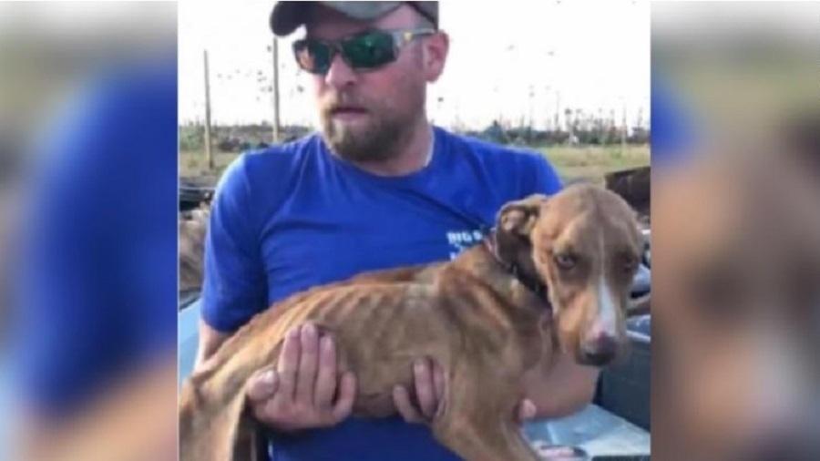 Cãozinho de apenas 1 ano ganhou o nome de "Miracle" (Milagre, em inglês) após ser encontrado vivo em destroços de prédio - Reprodução/Big Dog Ranch Rescue