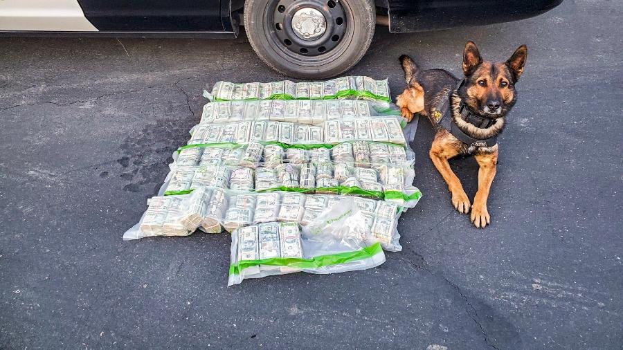 O oficial canino Beny posa com pacotes de dinheiro encontrados por ele e parceiro humano em Merced (EUA) - Reprodução/Facebook